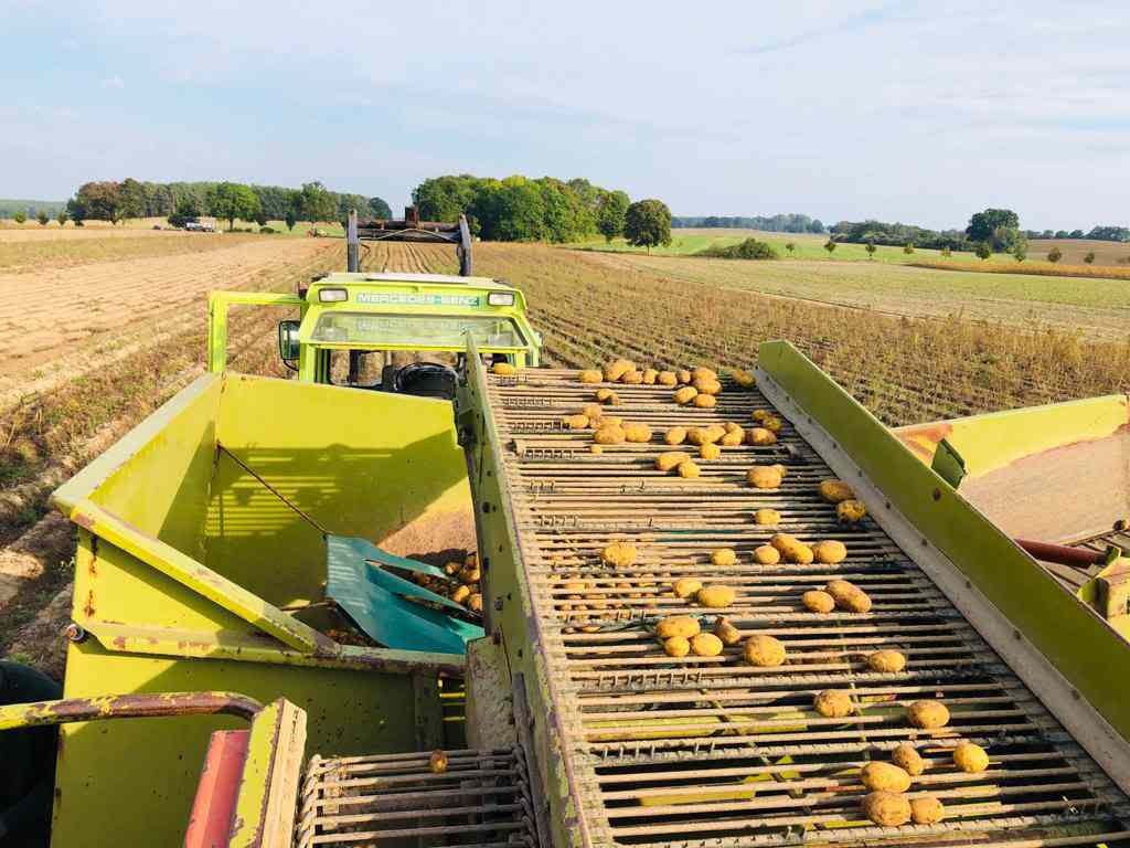 Kartoffelernte: Perspektive von Traktor auf mobiles FLießband und laufende Kartoffeln